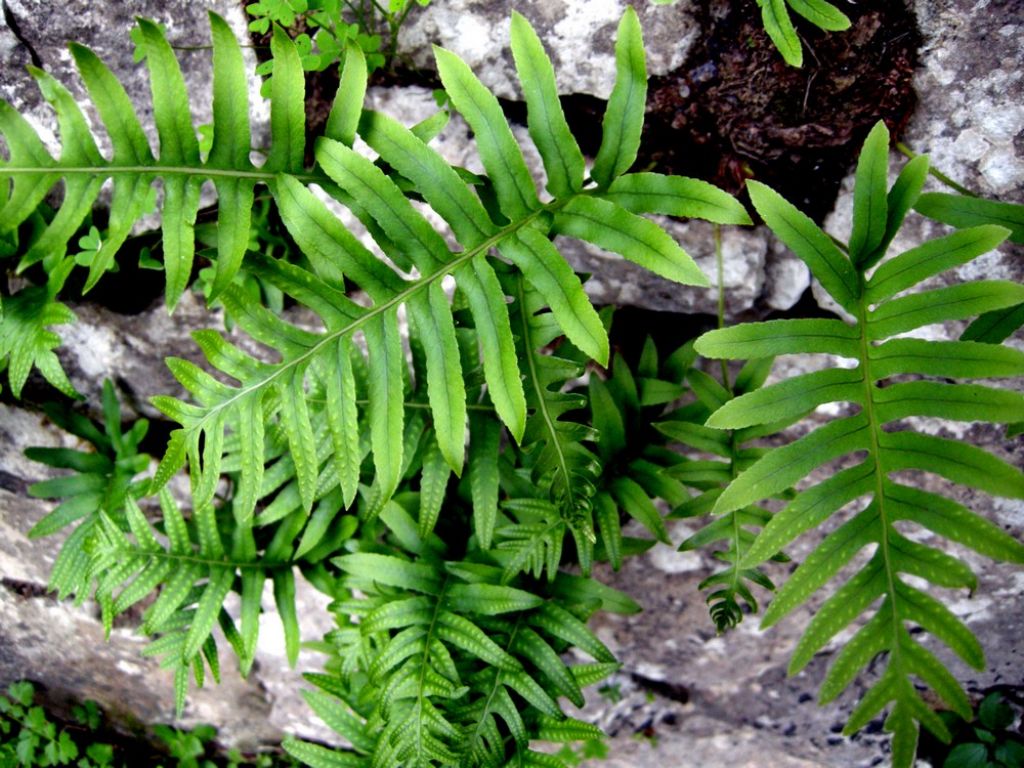 Polypodium cfr. vulgare